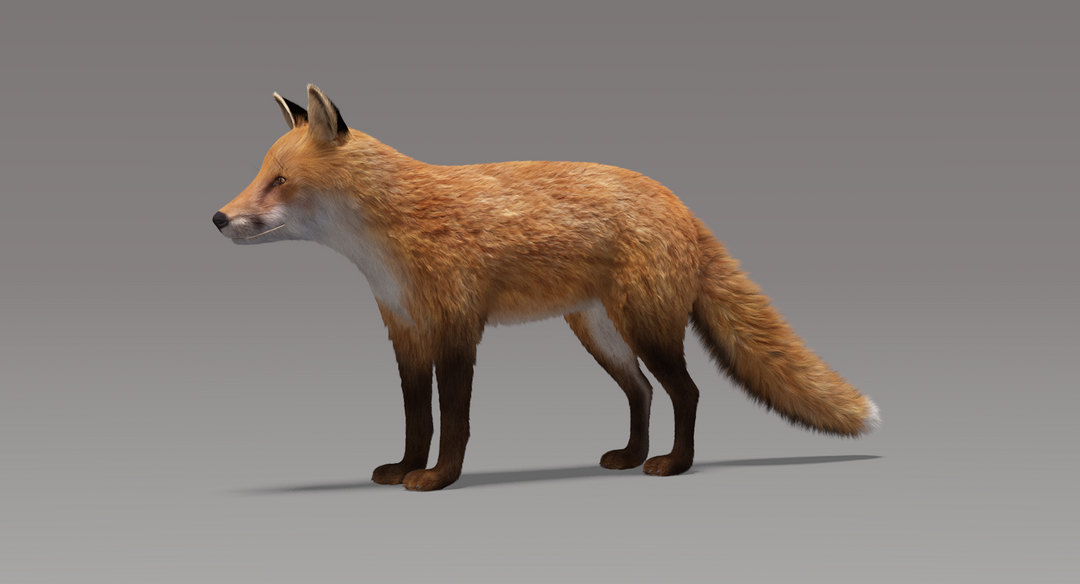 Fox (Fur)