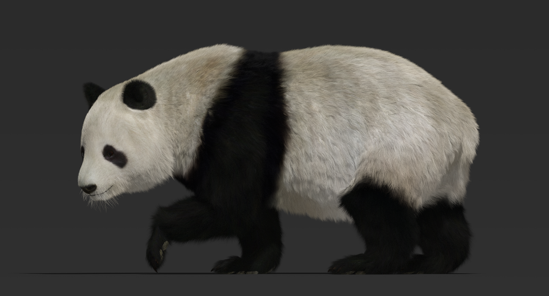 Giant Panda (Fur) Rigged