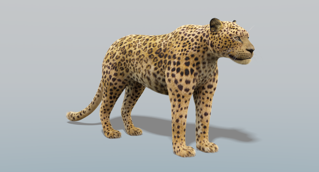 Leopard (Fur)
