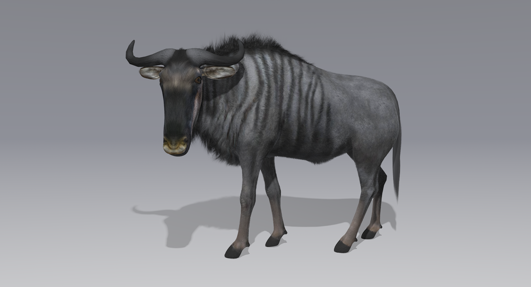Wildebeest (Fur) Animated