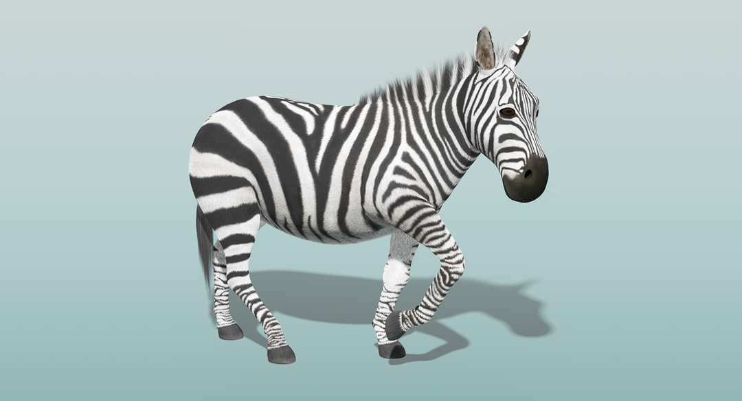 Zebra (Fur) Rigged