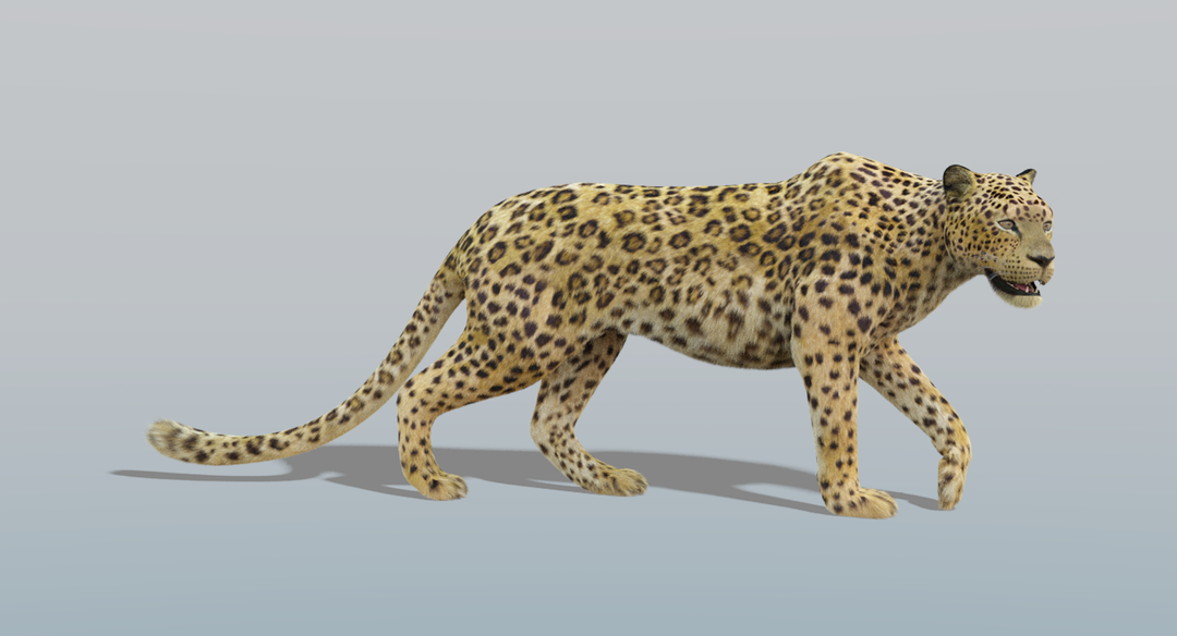 Leopard (Fur) Rigged