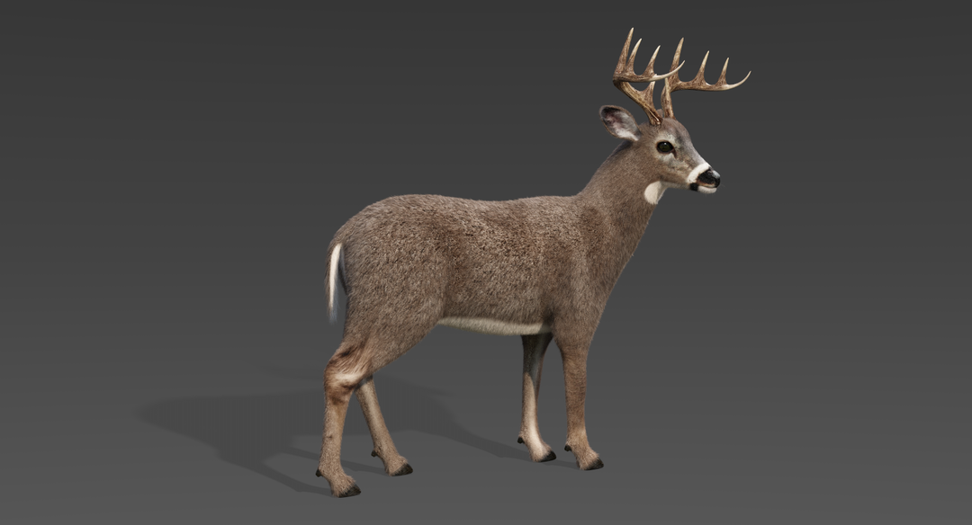 White Tailed Deer 2 (Fur) Rigged
