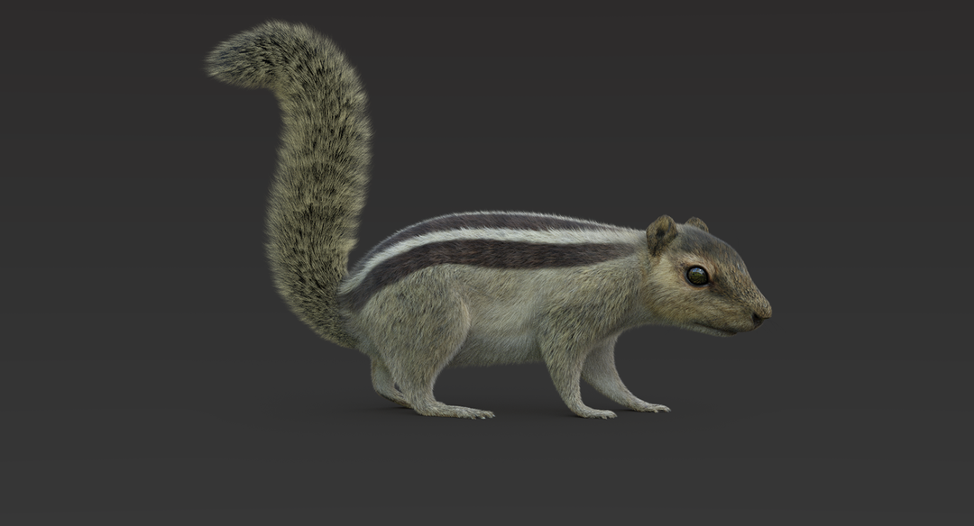 Squirrel (Fur) Rigged