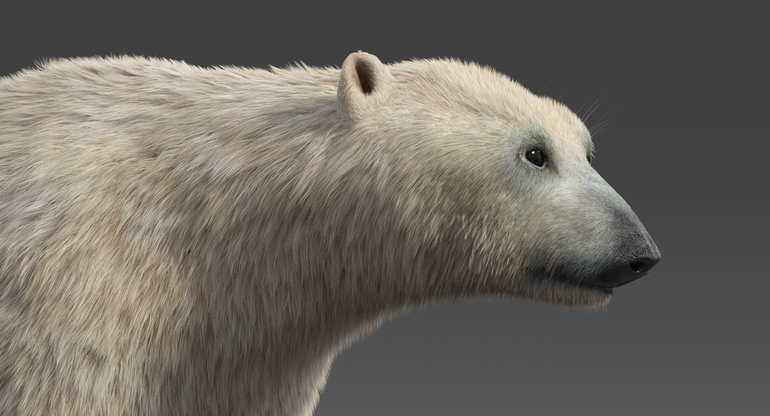 Polar Bear (Fur) Rigged