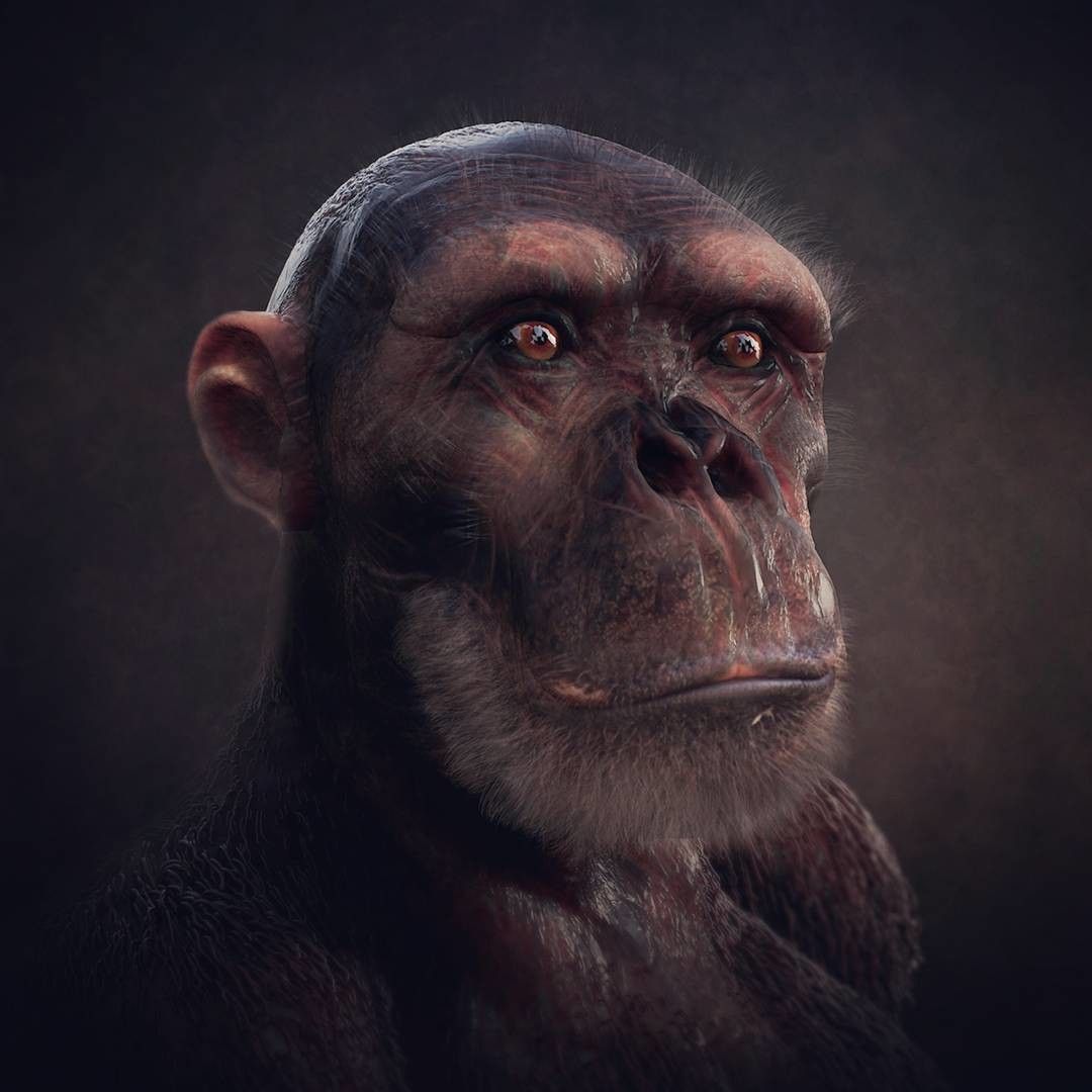 Chimpanzee