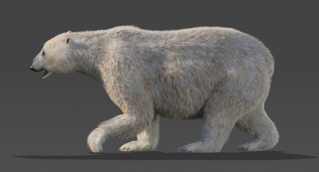 Polar Bear (Fur) Animated