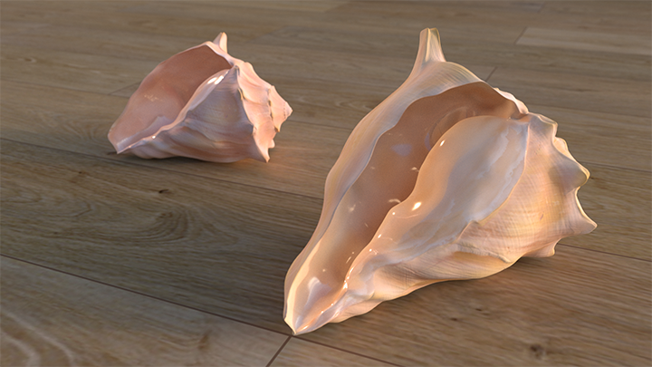 Realistic Sea Shell