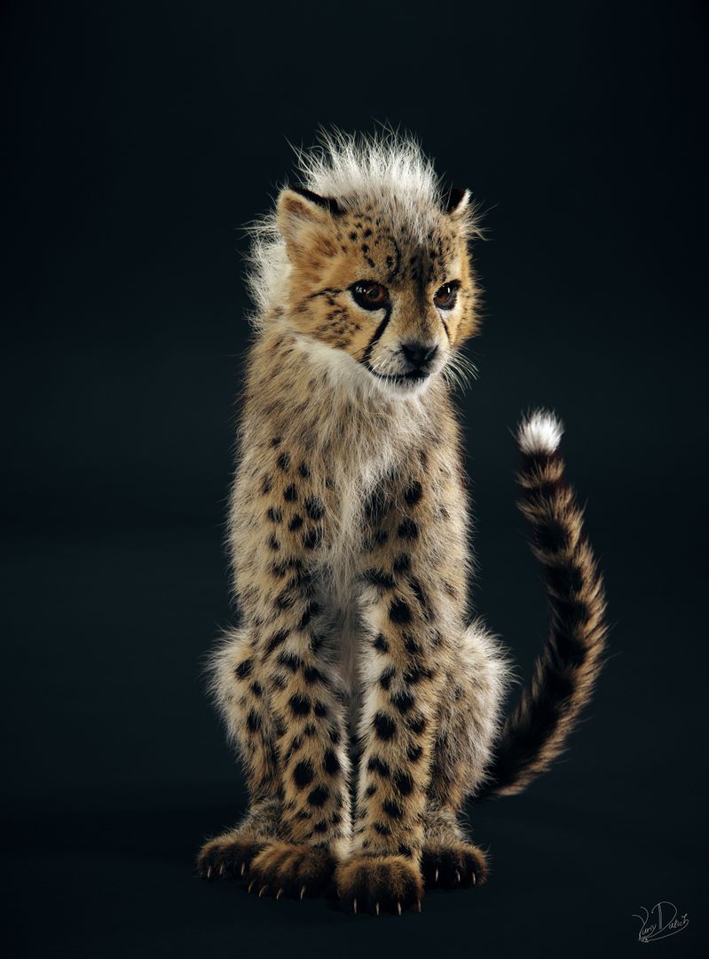 Baby Cheetah | 3D Creature Modelling