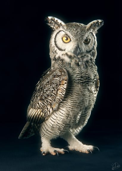 Subarctic Great Horned Owl | 3D Creature Modelling