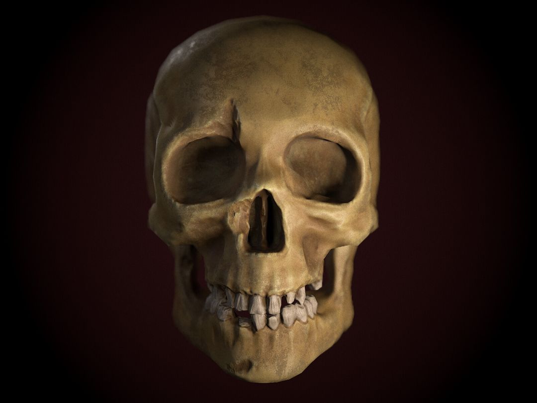 Human Skull Anatomy