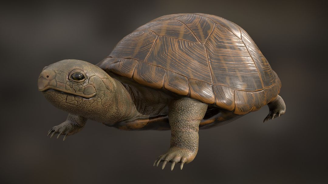 Turtle with PBR Textures