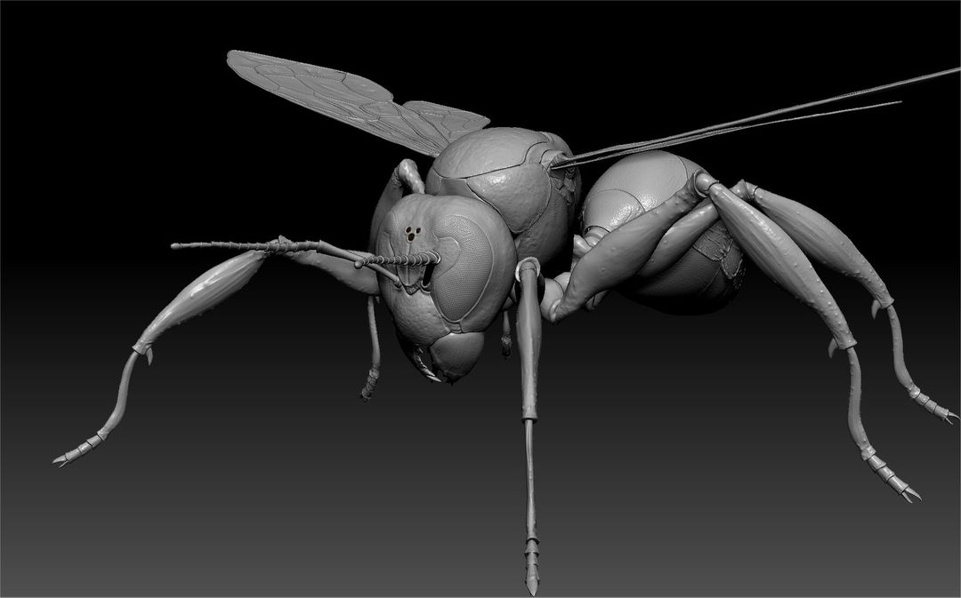 how to model a hornet in zbrush