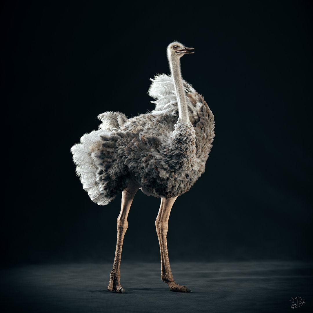 Somali Ostrich by Yuriy D.