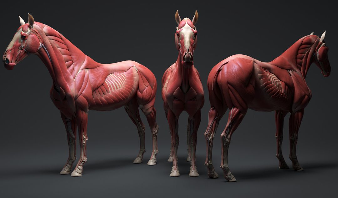 Equine ecorche