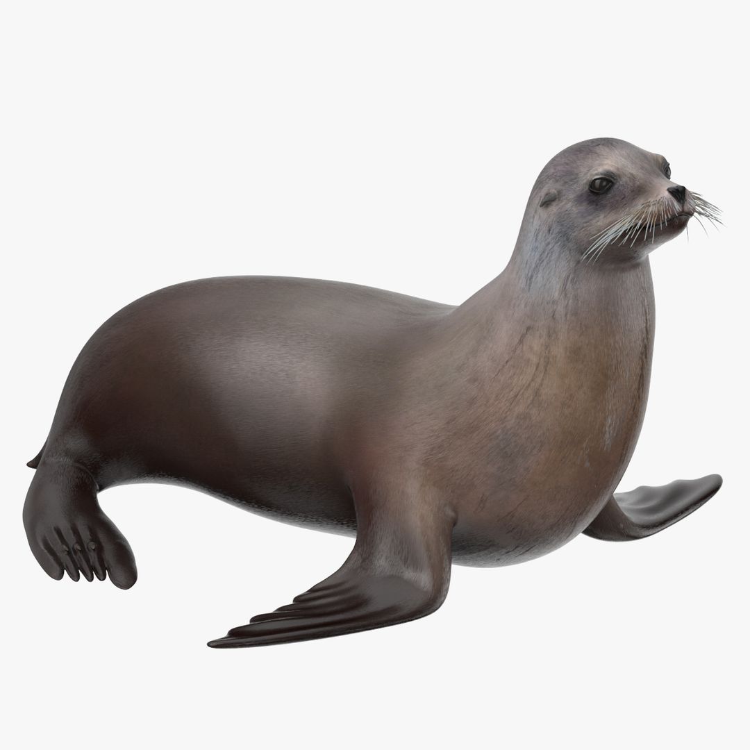 Sea Lion