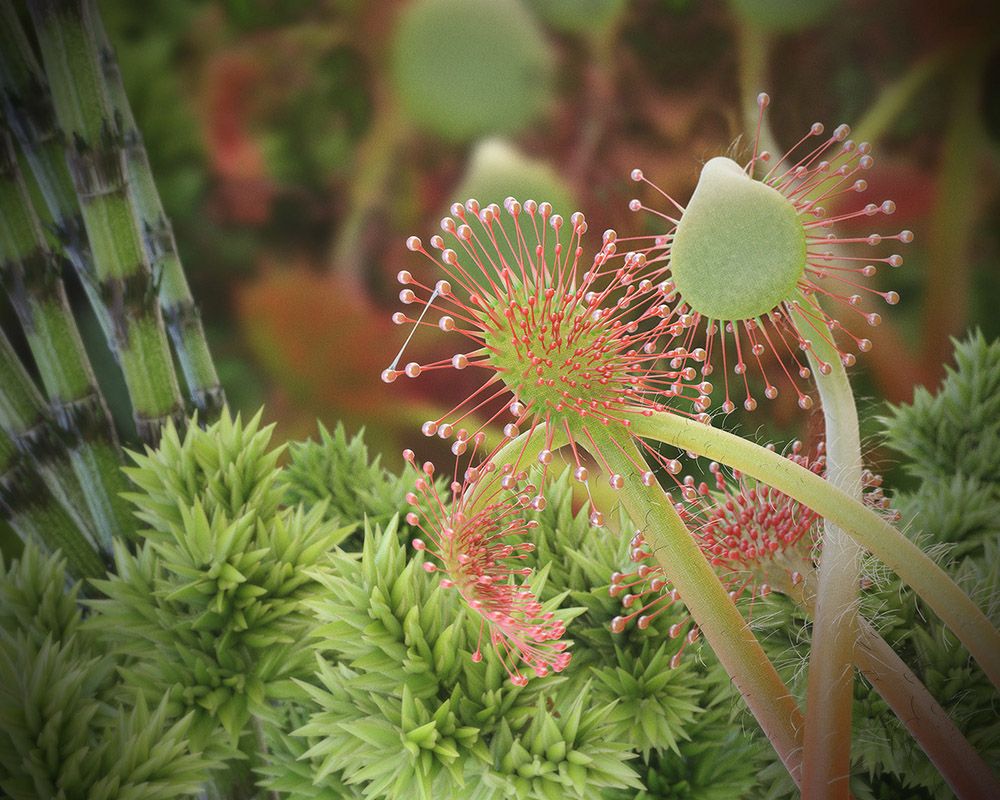 Sundew Illustration (Bog Plants) by Aaron S.