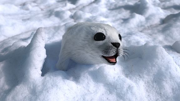 Harp Seal