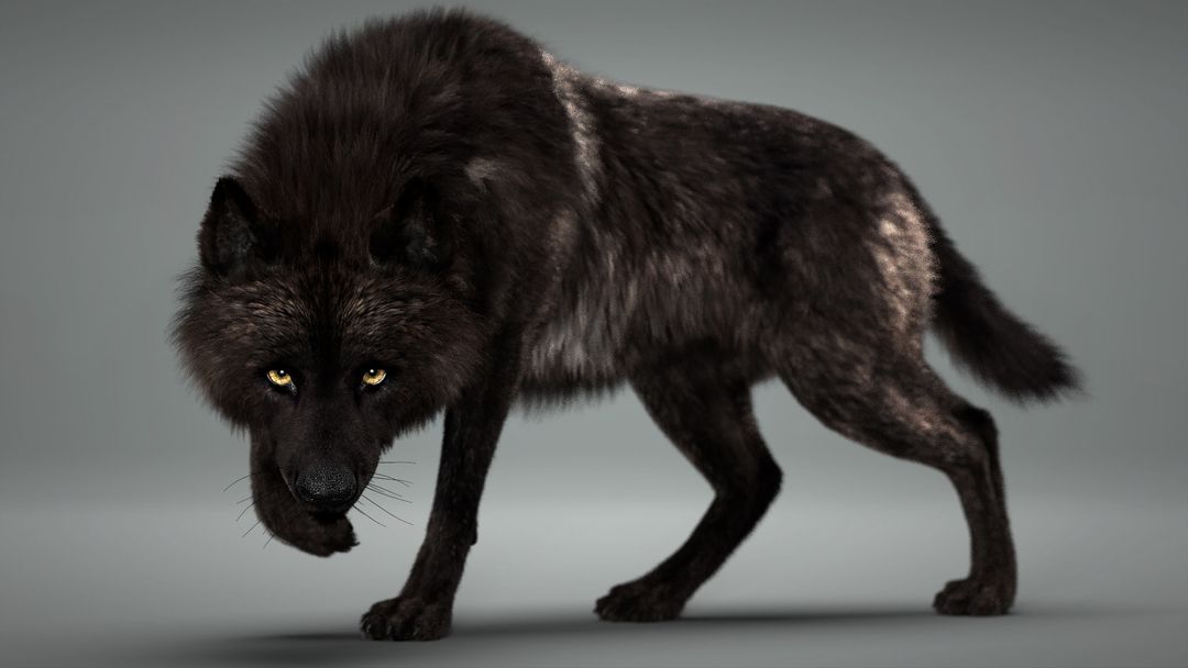 giant black timber wolf