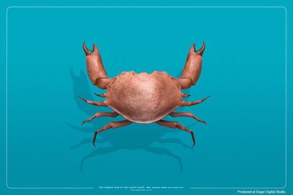 Pacific Crab
