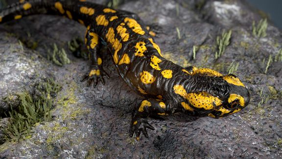 Salamander | 3D Creature Modelling