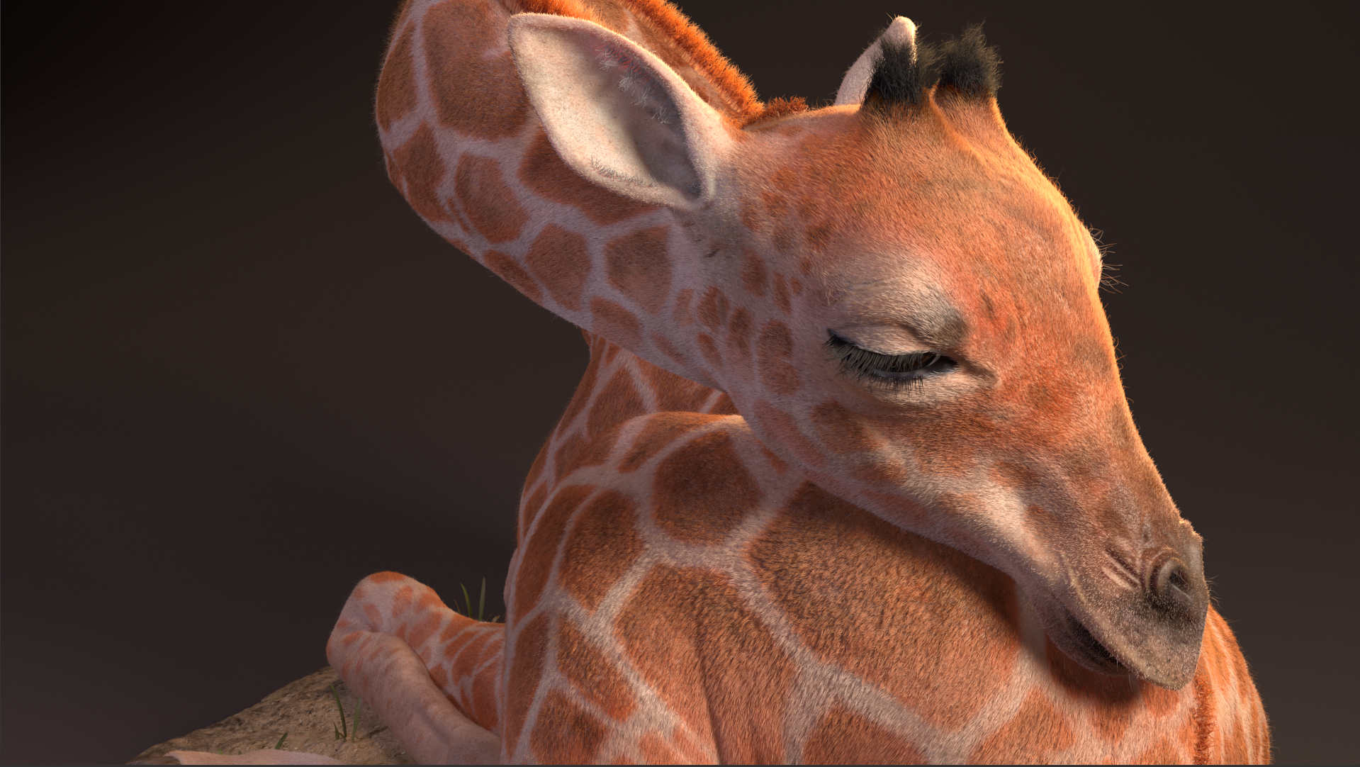 Giraffe Calf