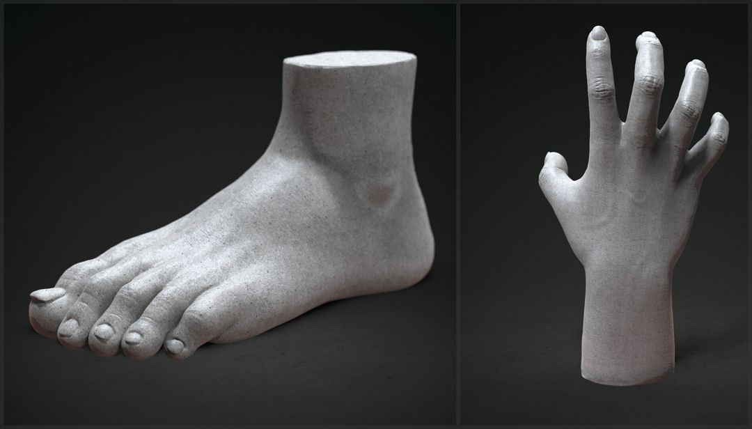 Hand & Foot Anatomy Study
