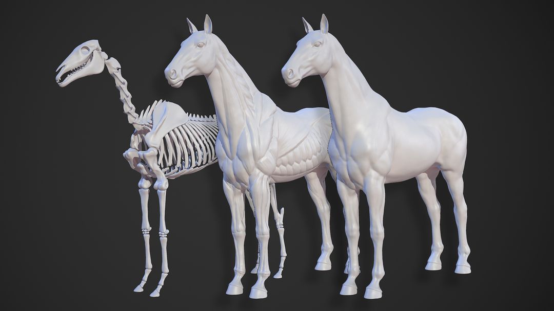 Horse Anatomy by Minh Hoang L.