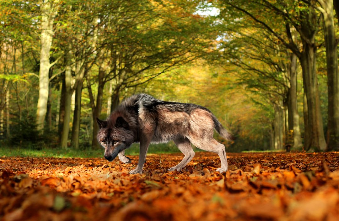 Wolf Fur Rigged