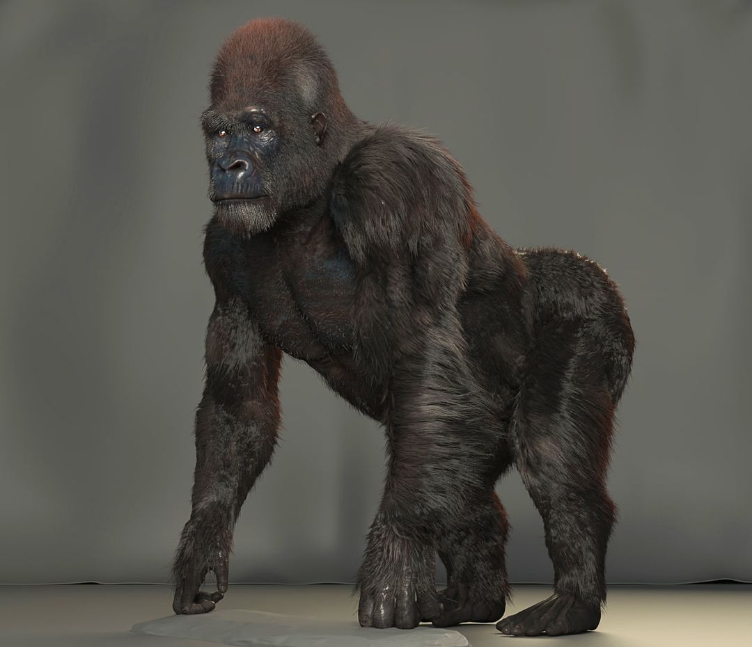 Gorilla