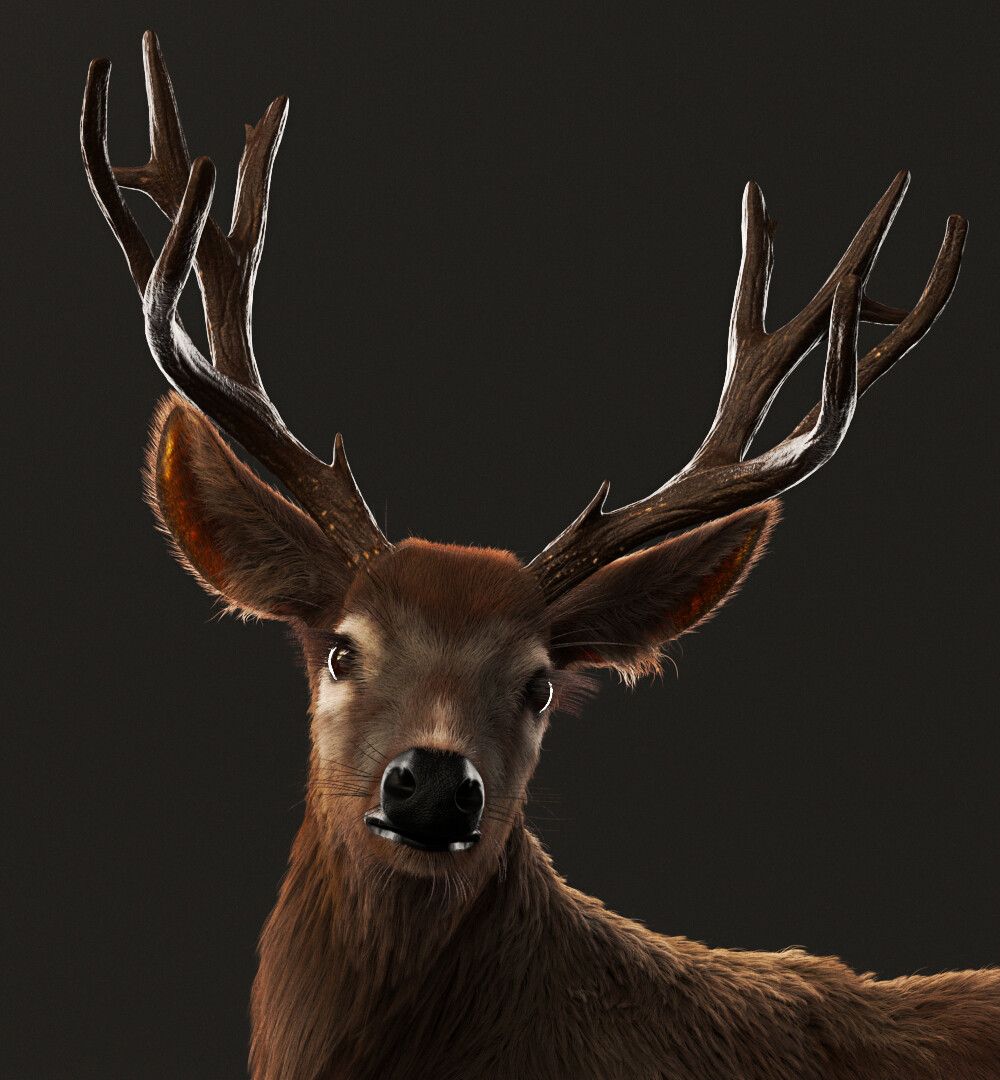 DEER