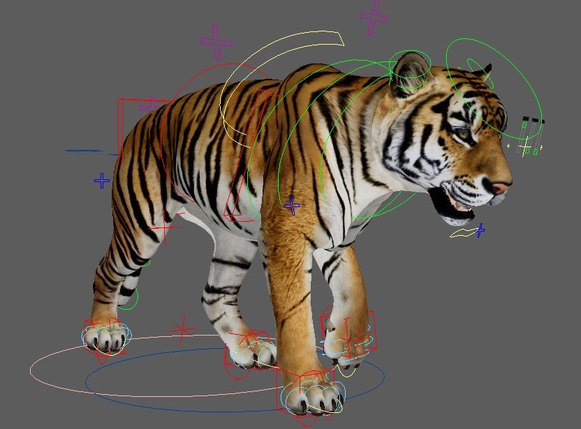 Tiger Rig and Animation