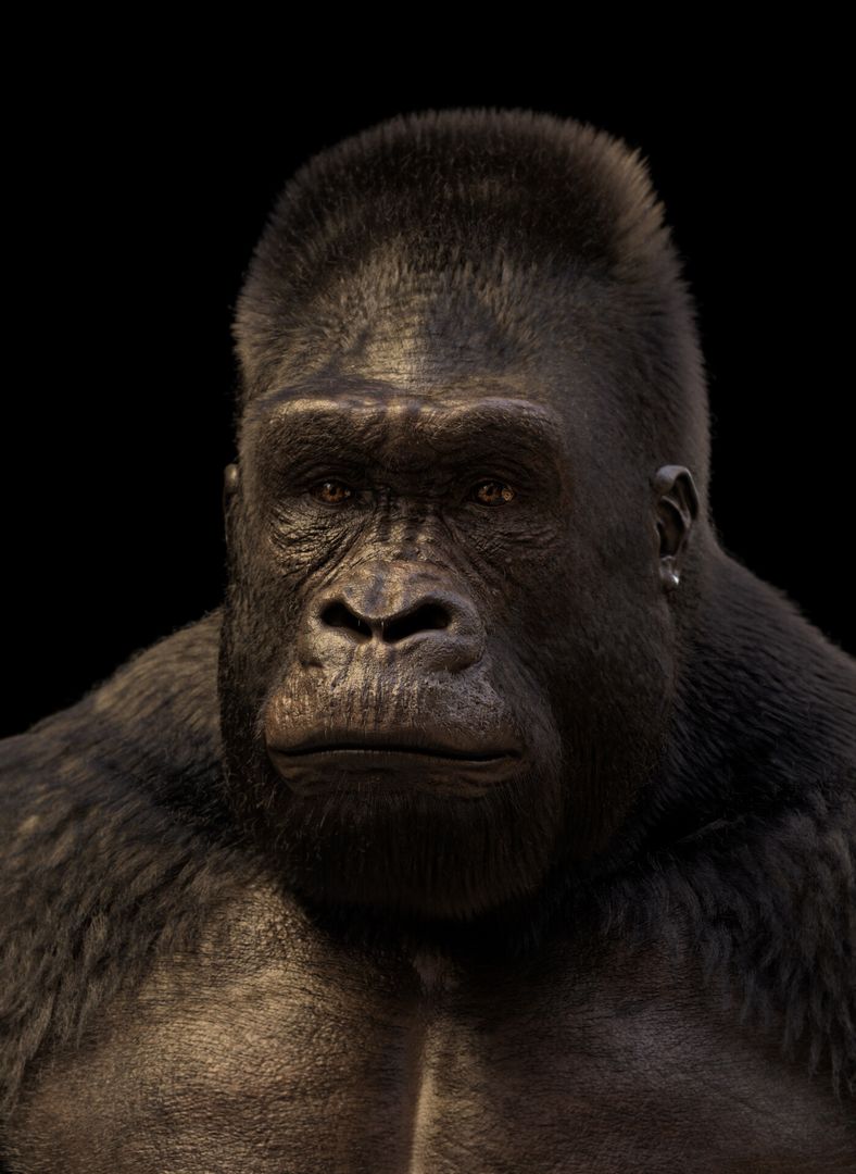 Gorilla grooming for production
