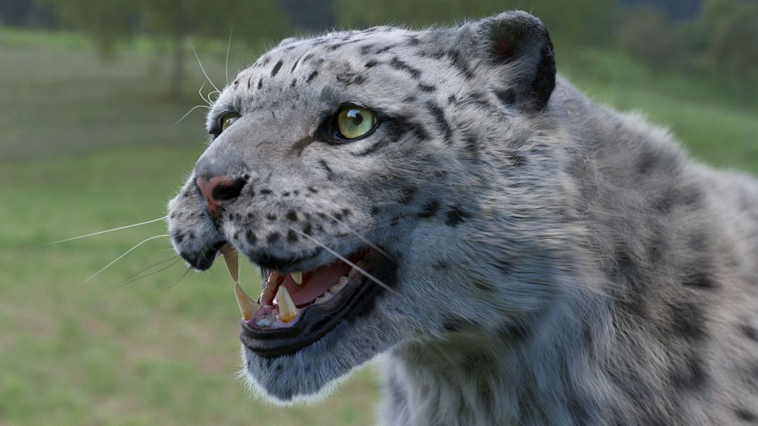 Irbis (Snow Leopard). by Roman T.