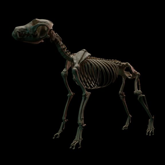 DOG Skeleton