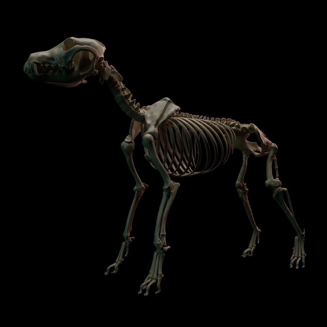 DOG Skeleton by ranjeet v.