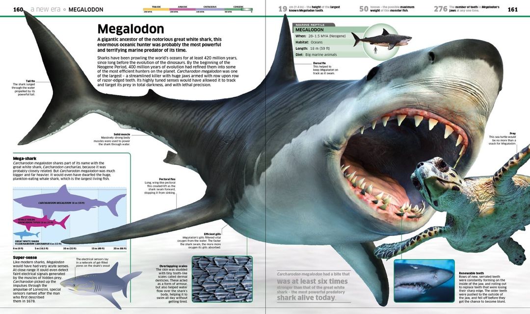 Megalodon by Peter Minister m.