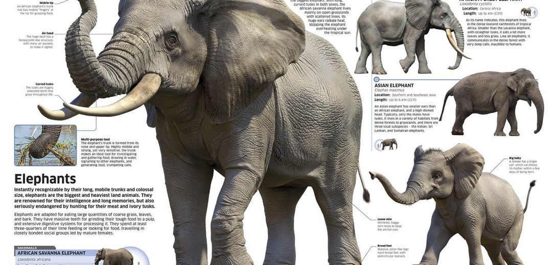 African elephants