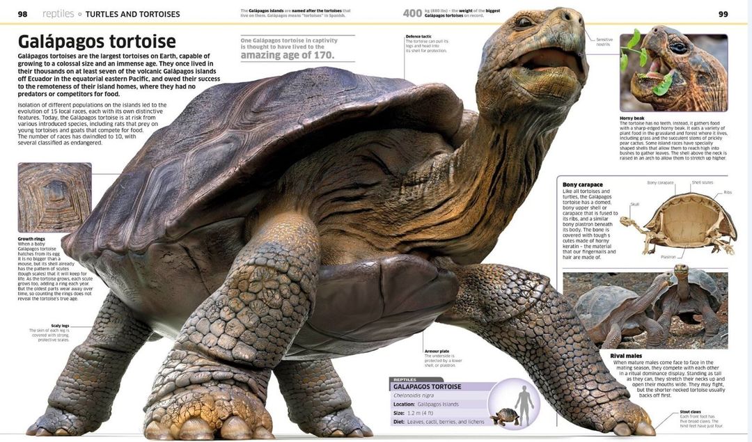 Giant tortoise