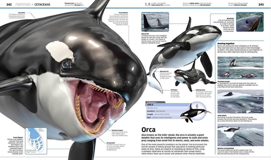Orca killer whale