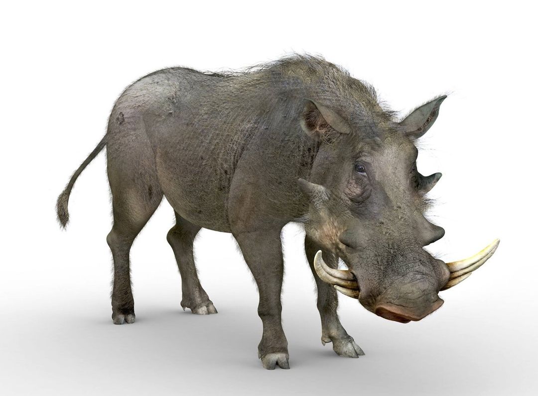 Warthog