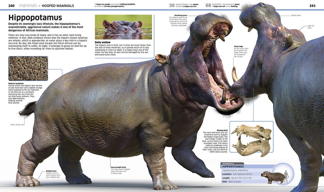 Rutting Hippos
