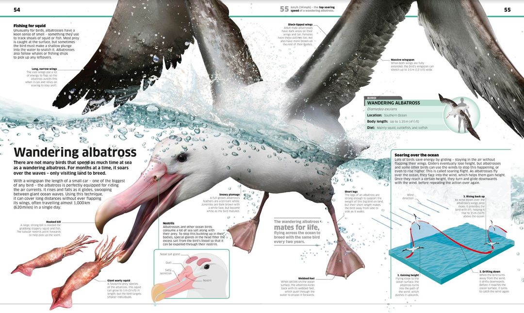 Albatross