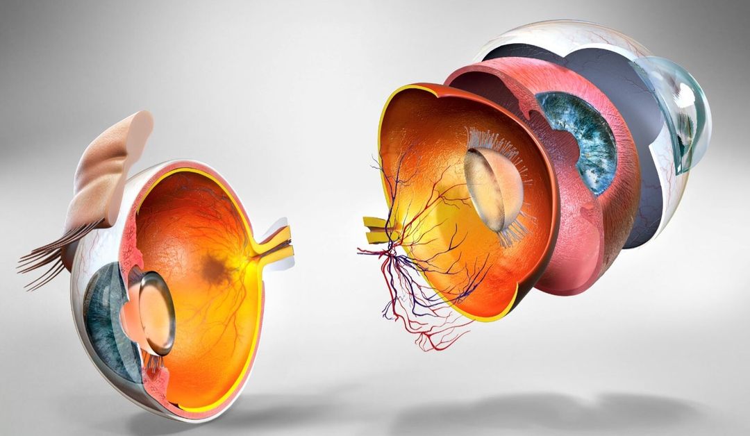 Inside a human eye