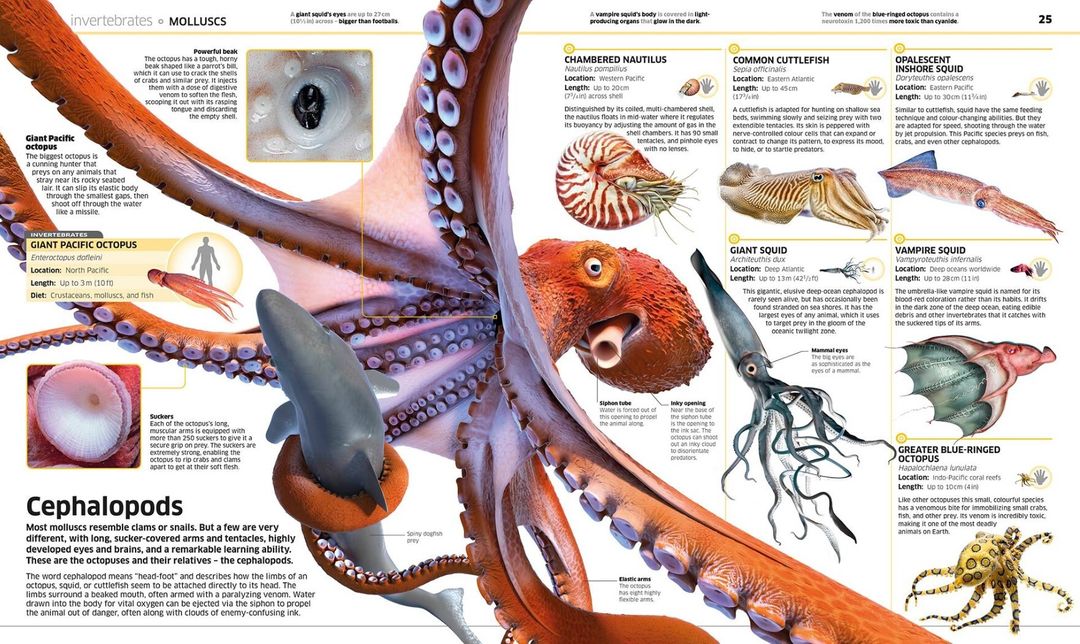 Giant Octopus