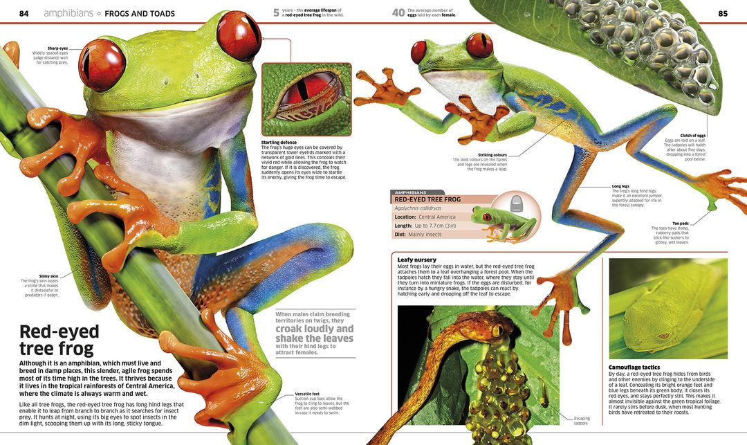 Tree frog