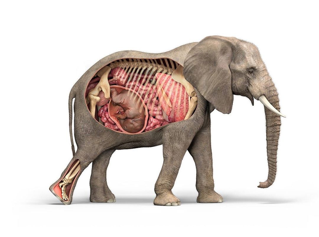 Elephant internals