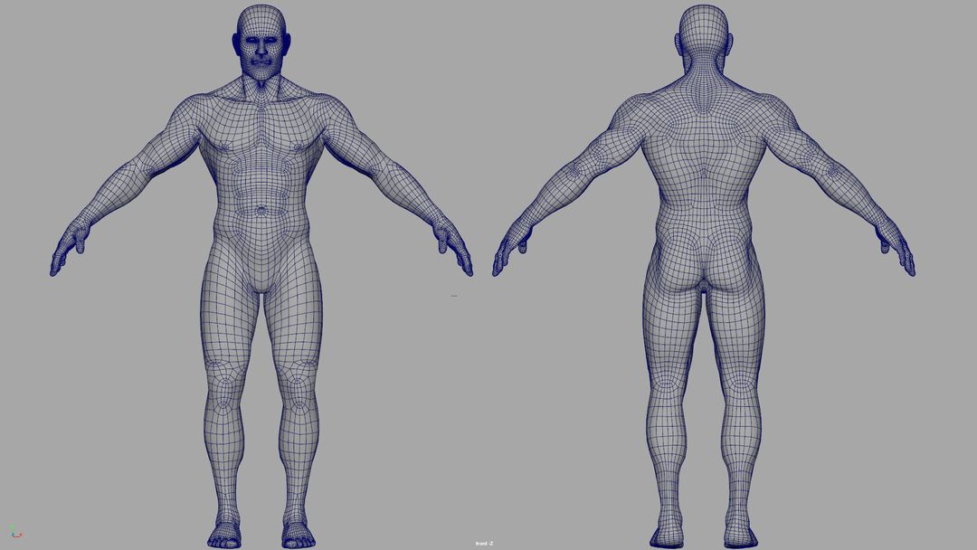 Male Biped Topology Study