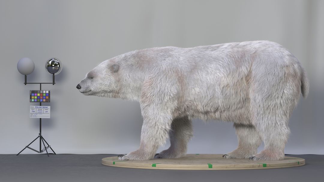 POLAR BEAR