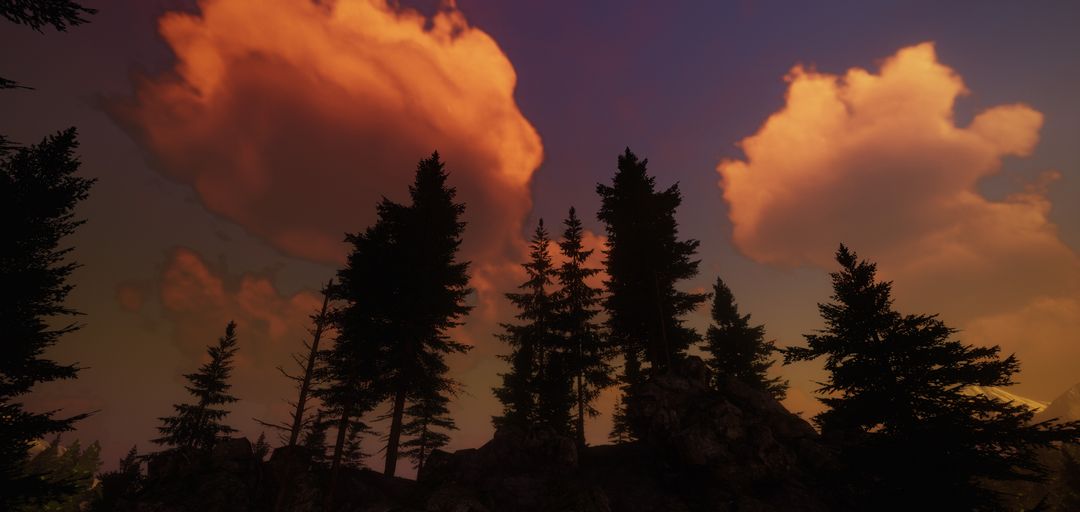 Pine forest sunset
